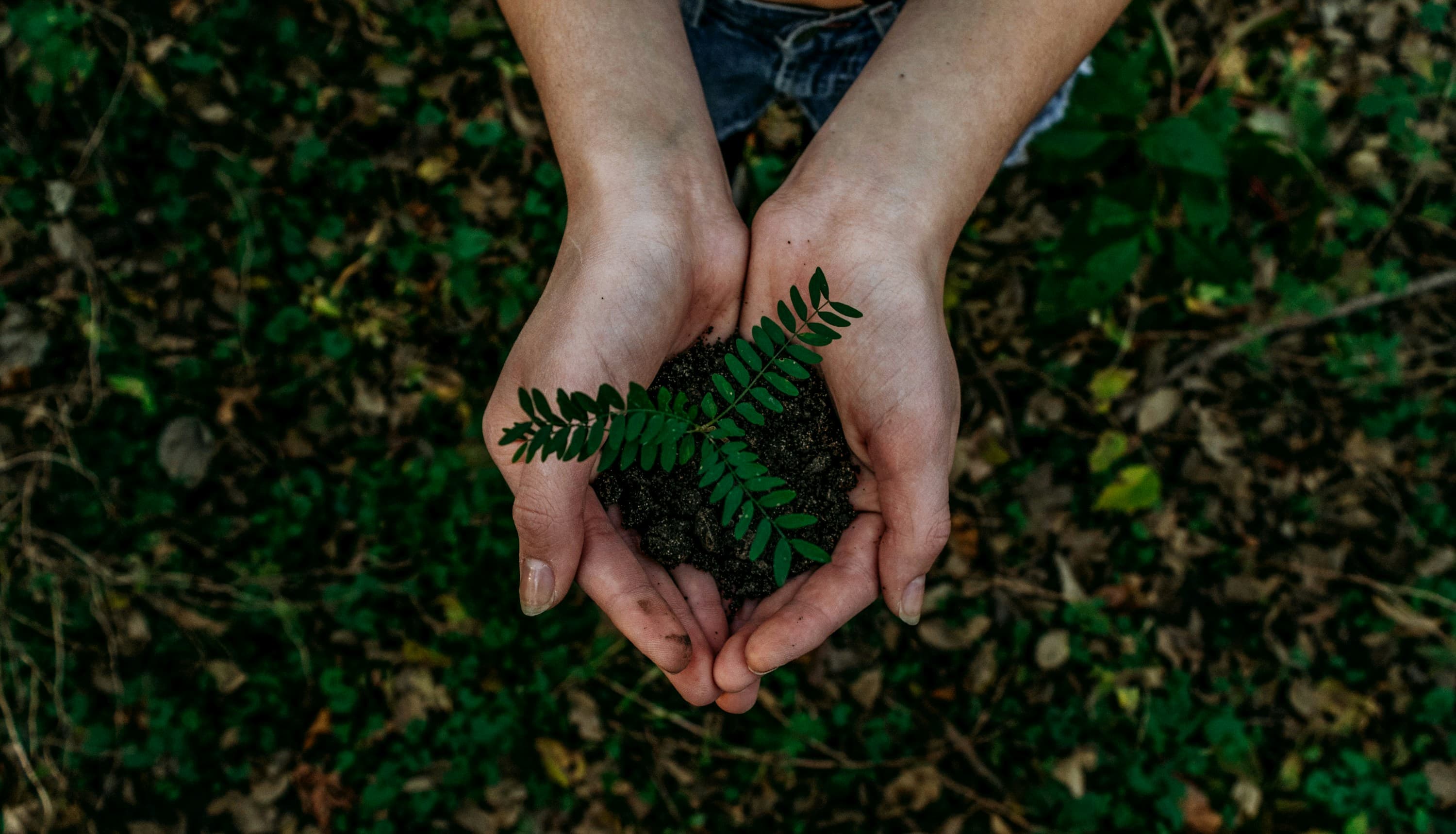 Plastik Alternatiflerinin Yükselişi